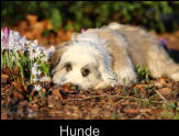 Hunde