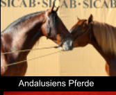 Andalusiens Pferde